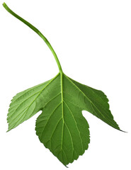 Fototapeta premium hop cones. Medical plant. Close-up of green ripe hop cones.on transparent, png. Hops cones. beer ingredient