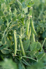 green pea pods on a pea plants in a garden. Growing peas outdoors