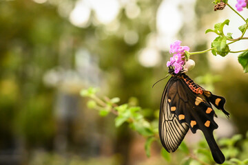 花の蜜を吸う蝶を捕食している花の裏に隠れたアズチグモ