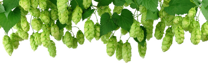 branches of hops with leaves. hops plant on transparent, png. green hops cones. Beer production...