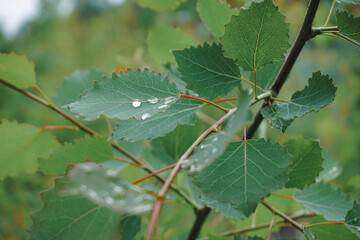 Close up of wet leaves