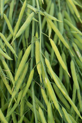 Naklejka premium Rapeseed seed pods, Stems of rapeseed, Green Rapeseed field