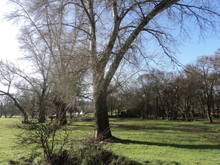 Fototapeta premium Ifrane, Morocco