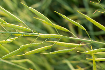 Fototapeta premium Rapeseed seed pods, Stems of rapeseed, Green Rapeseed field