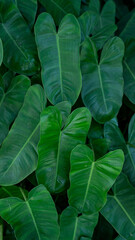 closeup nature view of green leaf texture, dark wallpaper concept, nature background, tropical Vertical image.