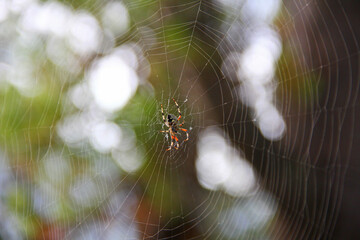 Spider in web