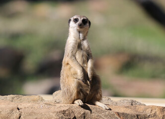 Meerkat standing upright on its hind legs on a rocky surface