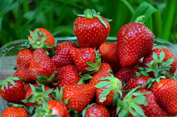 Ripe strawberries in daylight in a plastic container.