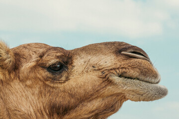 Closeup profile of a camel in perfect details.