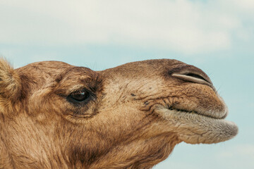 Obraz premium Closeup profile of a camel in perfect details.