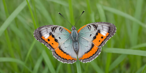 A detailed close-up of a butterfly with orange and grey wings, featuring a distinct black spot on each wing, resting on a green blade of grass