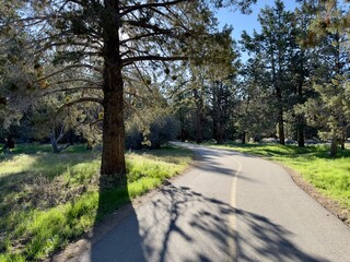 Scenic paved trail winds through a lush forest, ideal for biking and walking, offering a tranquil escape into nature