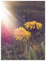 Light leaks on Dandelions 