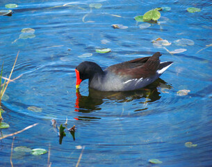 Black Duck With Red Beak Floating in Blue River