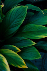 closeup nature view of green leaf texture, dark wallpaper concept, nature background, tropical...