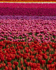 Roozengaarde in Skagit Valley during the Skagit Valley Tulip Festival 