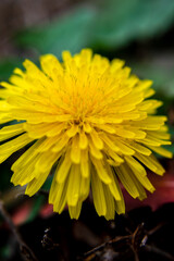 Macro Shot of a Dandelion