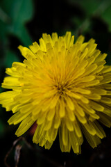 Macro Shot of a Dandelion