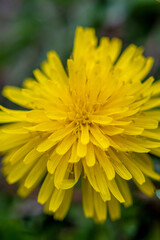 Macro Shot of a Dandelion
