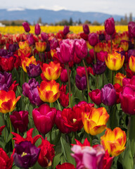 Fototapeta premium Roozengaarde in Skagit Valley during the Skagit Valley Tulip Festival 