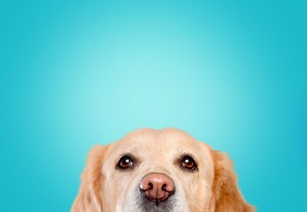Cute smart puppy dog pet on color background