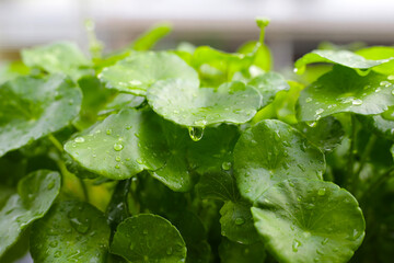 Centella asiatica (gotu kola). Fresh green leaves herb background.