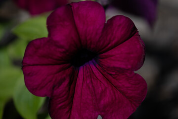 Dark Purple Petunia 