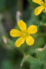Light in a green jungle