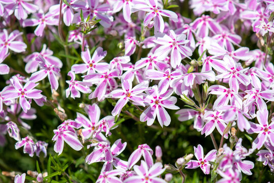 An array of Flox