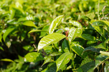 Views of green and beautiful tea plantations