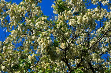 Densely blooming crown of a white acacia tree.
