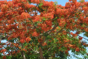 red flowers  texture background