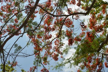 red flowers and branch texture background