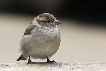 House sparrow bird standing on a concrete surface