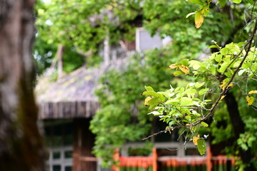 A close-up view of vibrant green foliage against the backdrop of a Japanese house, creating a serene and tranquil atmosphere.
