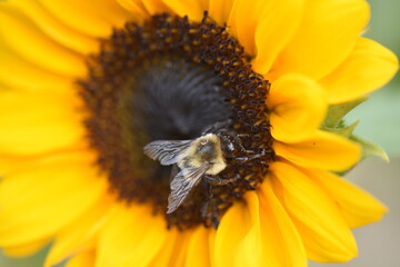Bee walking on a sunflower
