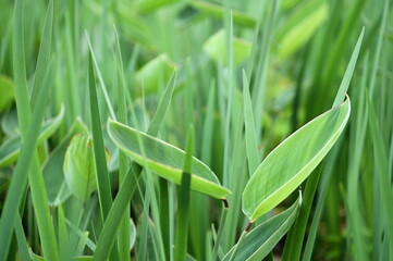 A detailed look at the vibrant green leaves of wild ginger, showcasing their intricate veins and delicate textures.