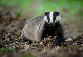 Badger close up ( Meles meles )