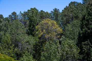 Mixed (conifer and deciduous tree) high altitude forest canopy in Hosmer Grove as a nature background, Haleakalā National Park, Maui, Hawaii
