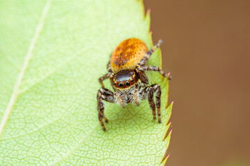 葉の上で獲物を待つハエトリグモ（ネコハエトリ）