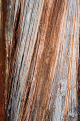Closeup of the striations in the bark of a tree, rough textured nature background
