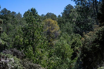 Obraz premium Mixed (conifer and deciduous tree) high altitude forest canopy in Hosmer Grove as a nature background, Haleakalā National Park, Maui, Hawaii 