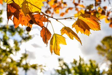 sunlight shining through orange autumn leaves