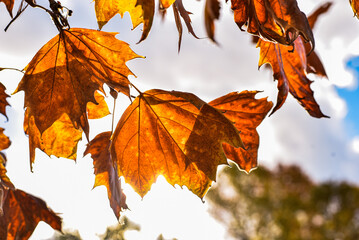 Sunlight shining through orange autumn leaves
