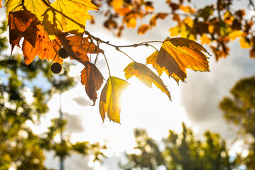 Sunlight shining through orange autumn leaves