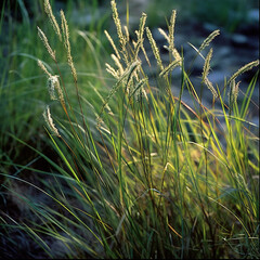wild grass