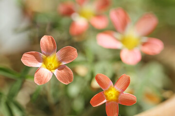 red oxalis  flower