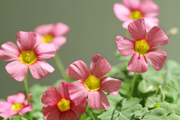 pink oxalis  flower