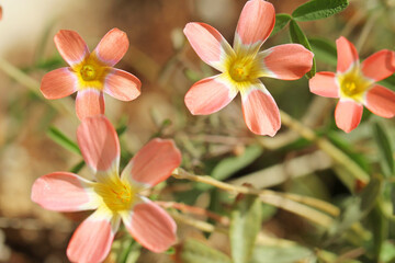 Fototapeta premium red oxalis flower
