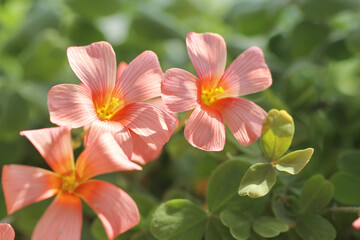 pink oxalis  flower